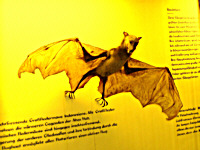 Warning: Undefined variable $titel in /mnt/web607/b2/52/5309852/htdocs/riemer-museum/Riemer-Fotos/fotoanzeige.php on line 100