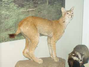 Warning: Undefined variable $titel in /mnt/web607/b2/52/5309852/htdocs/riemer-museum/Riemer-Fotos/fotoanzeige.php on line 100