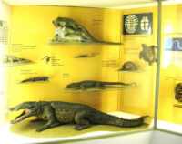 Warning: Undefined variable $titel in /mnt/web607/b2/52/5309852/htdocs/riemer-museum/Riemer-Fotos/fotoanzeige.php on line 100
