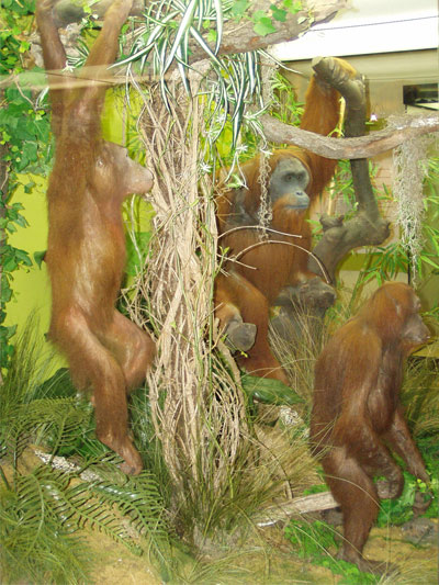 Orang-Utan